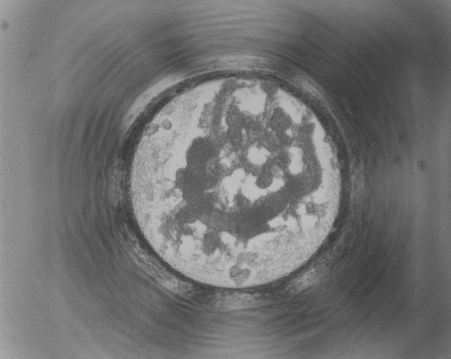X0000054581019200508300055.png