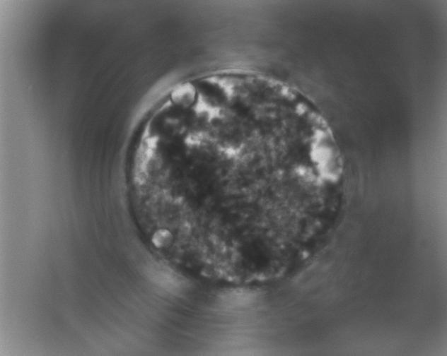 X0000053460198200508112206.png