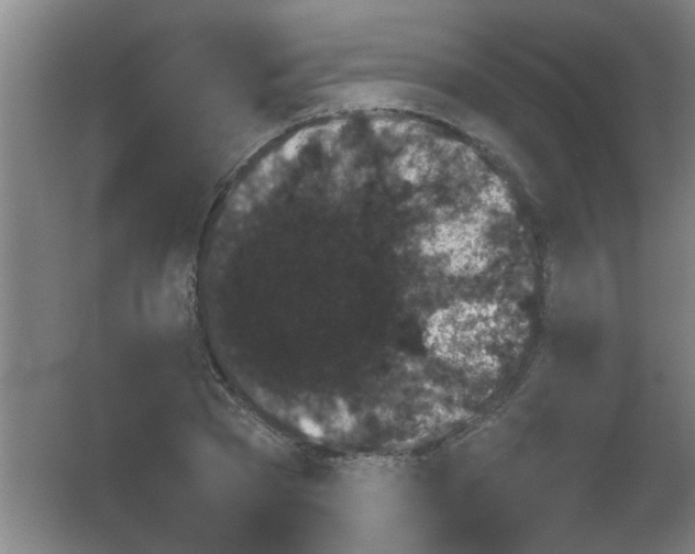 X0000053460785200508112156.png