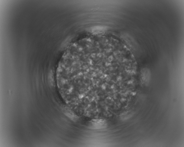 X0000053460667200508112159.png