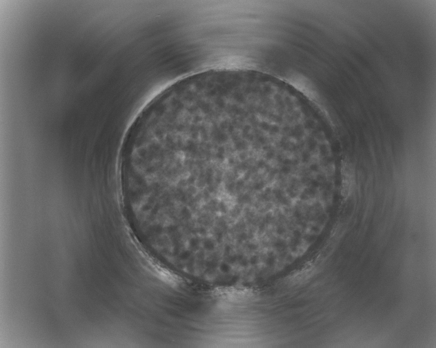 X0000053460886200508112154.png