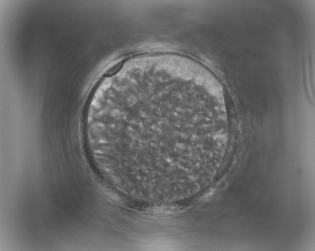 X0000054350103200508190138.png