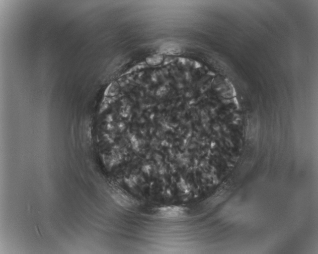 X0000053460363200508112203.png