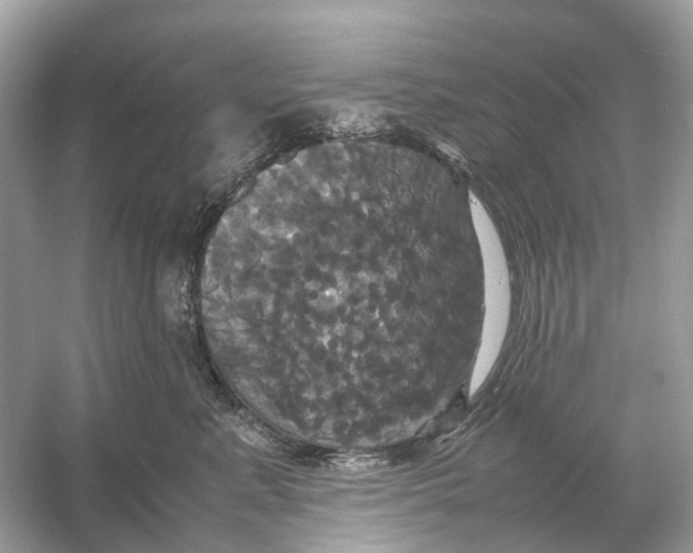 X0000054350619200508190130.png