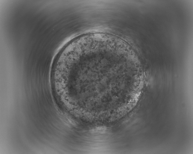 X0000054270196200508261925.png