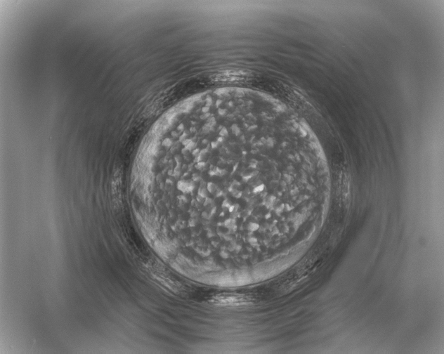 X0000054350557200508190131.png