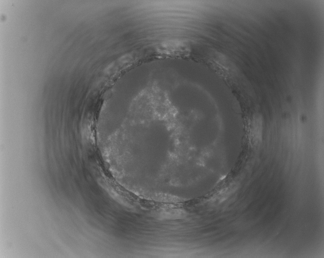 X0000054580770200508300100.png