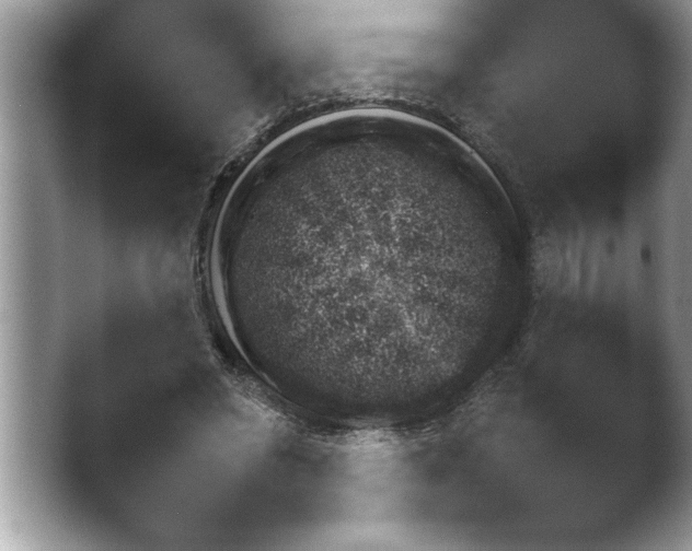 X0000048250398200503171828.png