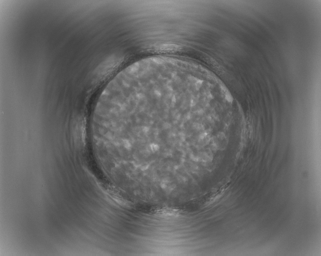 X0000054350206200508190137.png