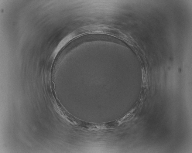X0000054170099200508101810.png