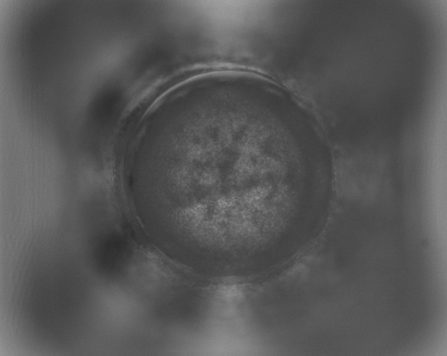 X0000054110295200508022106.png