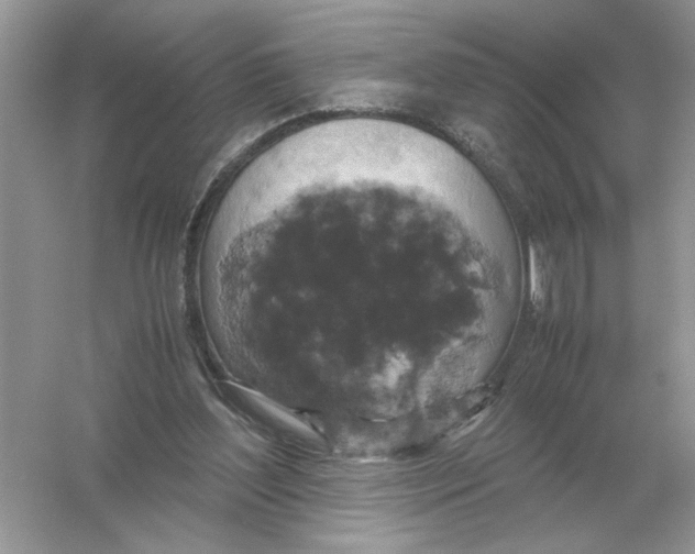 X0000054350204200508190137.png
