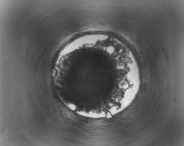 X0000053461213200508112148.png