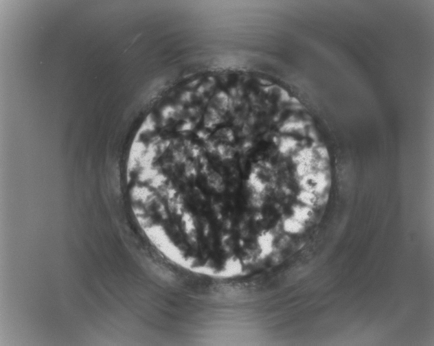 X0000053460729200508112156.png