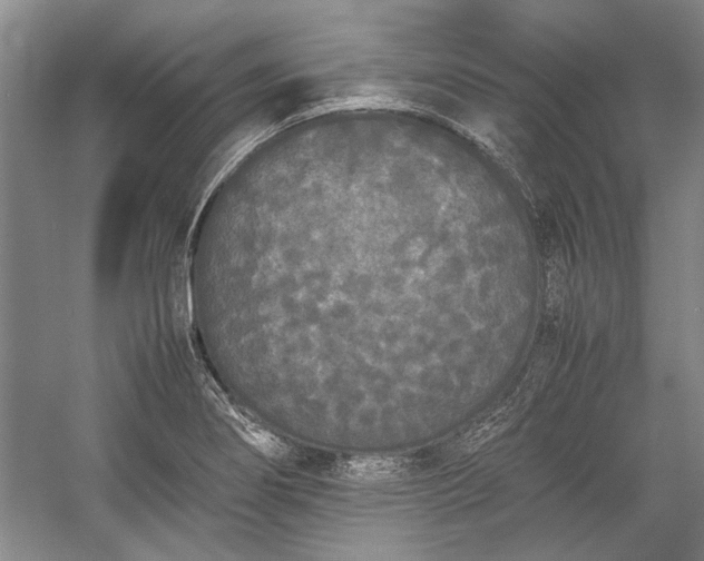 X0000055061274200508161636.png