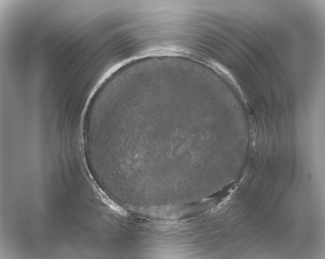 X0000054351192200508190120.png