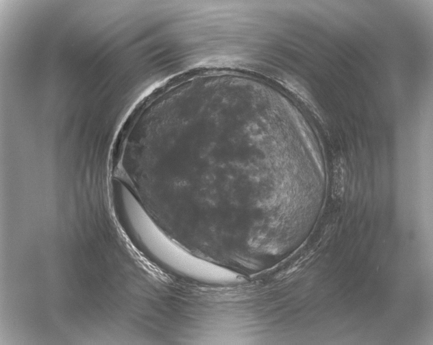 X0000054350976200508190124.png
