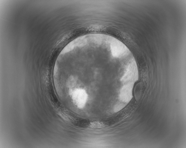 X0000054350591200508190130.png