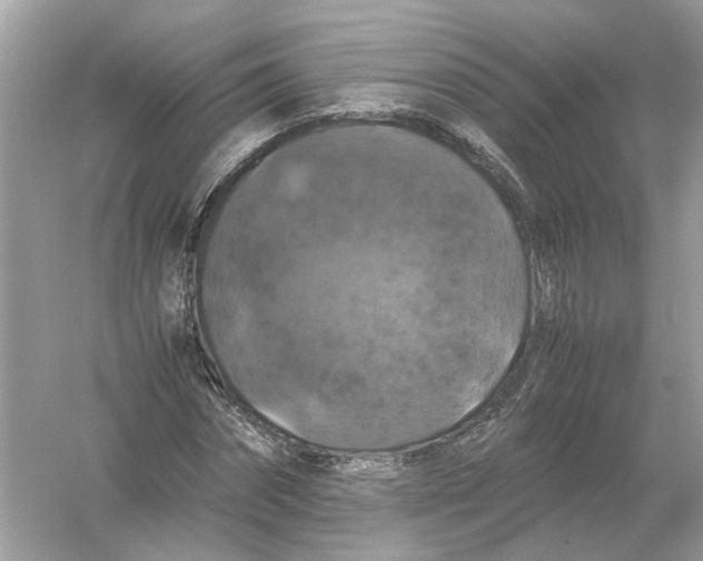 X0000054350874200508190125.png