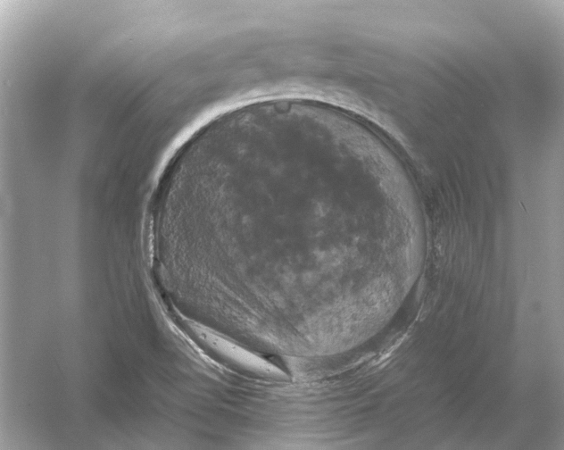 X0000054351510200508190115.png