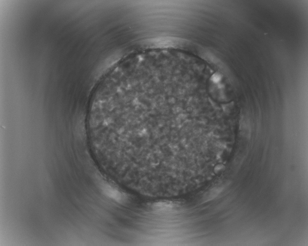 X0000053460394200508112203.png