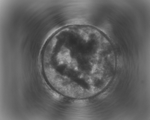 X0000053461078200508112151.png
