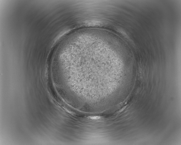 X0000054300583200508042312.png