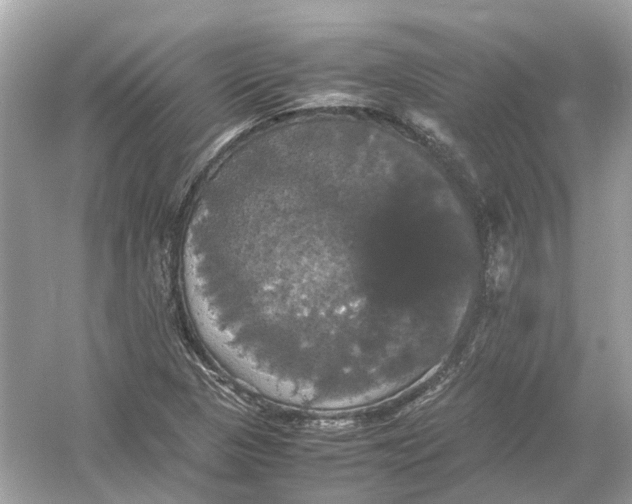 X0000054351313200508190118.png