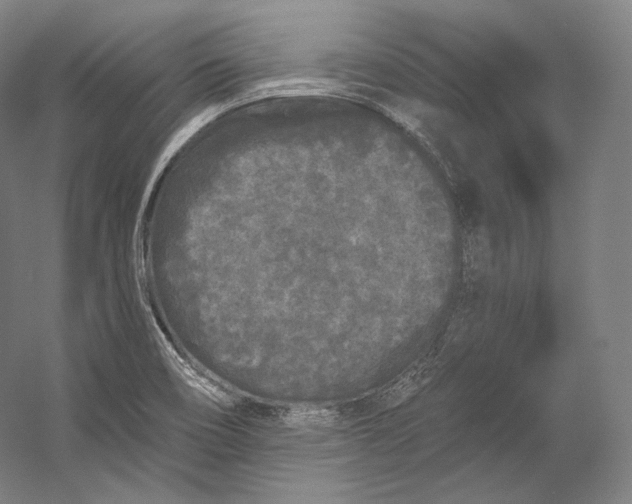 X0000055211466200508301309.png