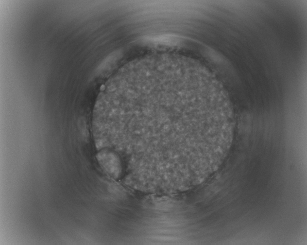 X0000053460774200508112156.png