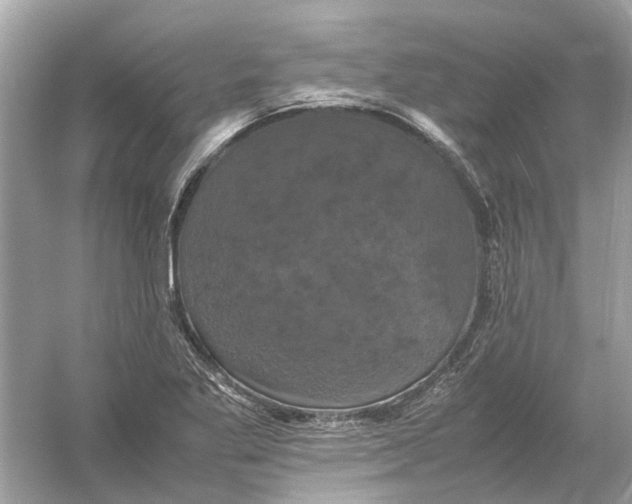 X0000054351269200508190119.png