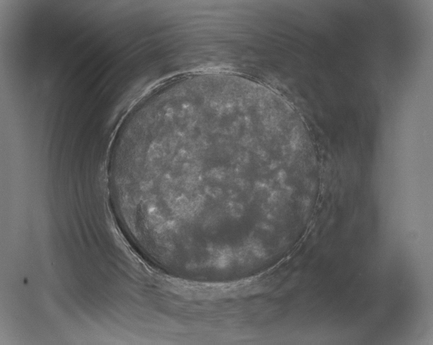 X0000055210002200508301334.png