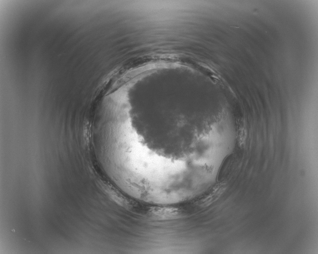 X0000054350476200508190133.png