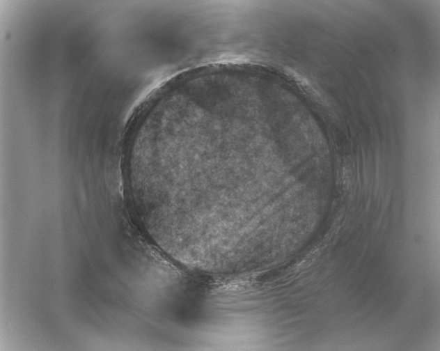 X0000054301262200508042301.png
