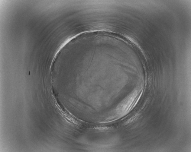 X0000054350925200508190124.png