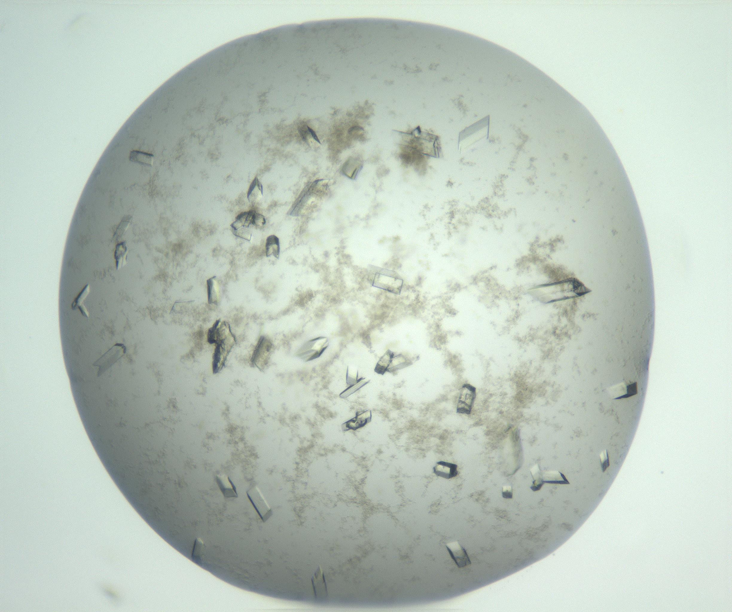 RI01_03_000_0212_Proj1_Clon1_MA_0000MA100741_004_161113_05_08_01_00_99_002_001_RAI.jpg
