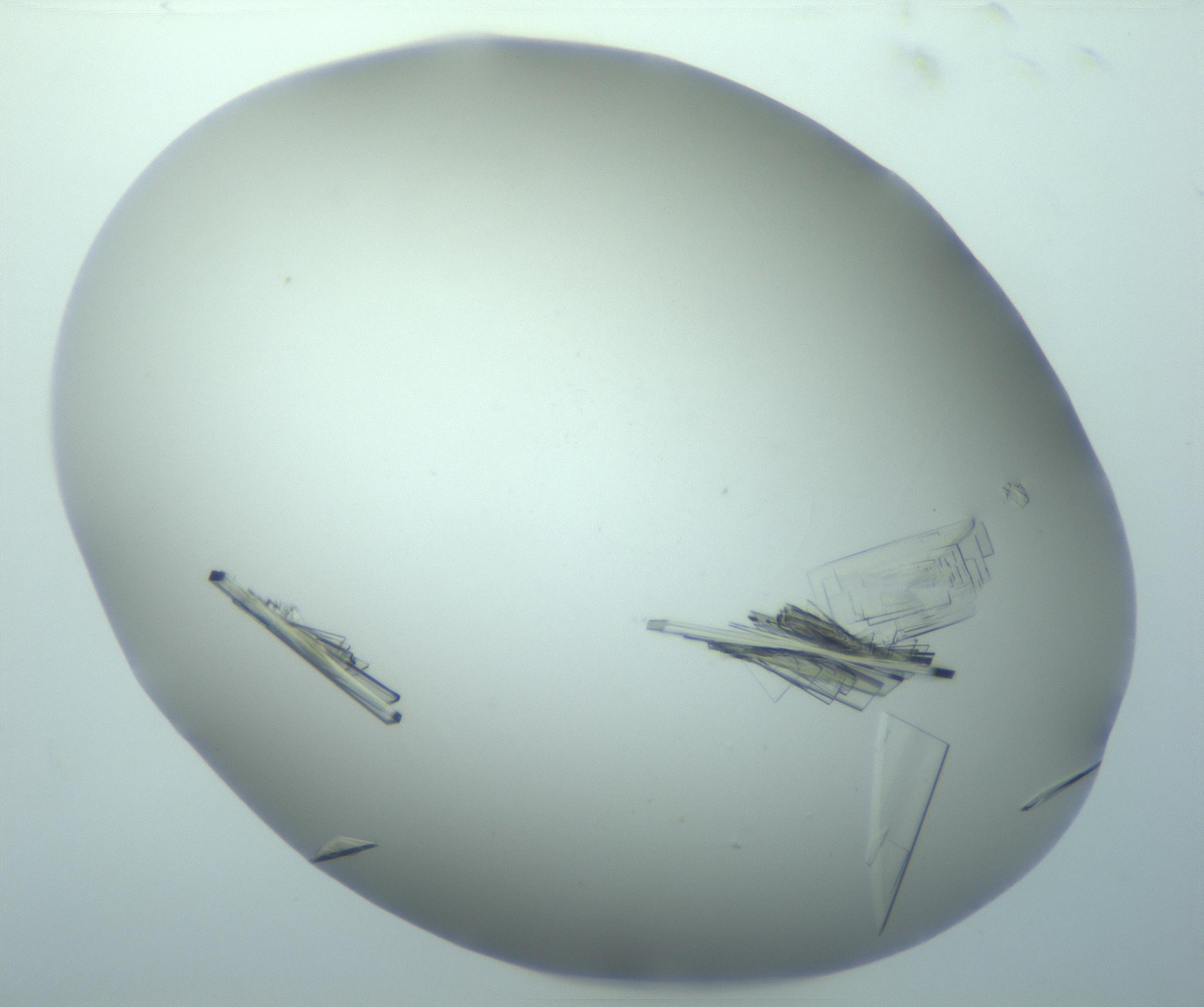RI01_03_000_0212_Proj1_Clon1_MA_0000MA100756_014_170131_06_01_01_00_99_002_001_RAI.jpg