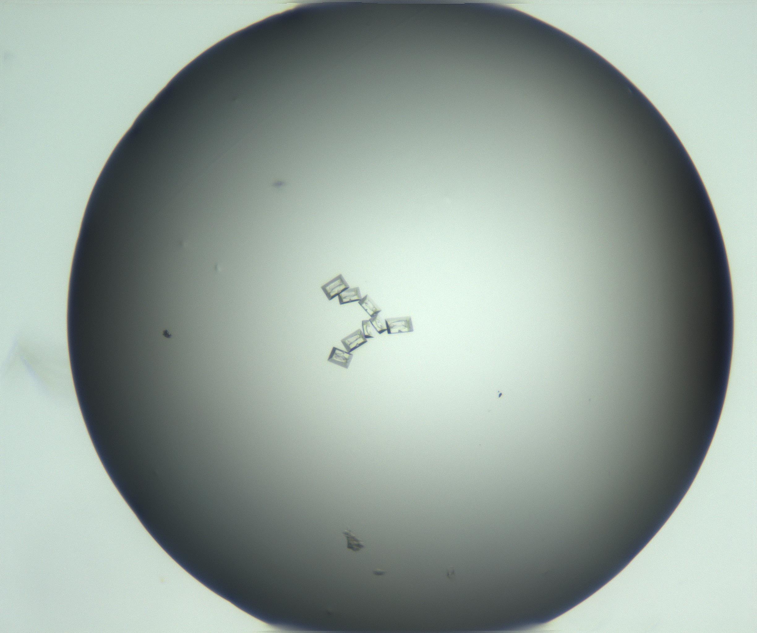 RI01_03_000_0212_Proj1_Clon1_MA_0000MA100758_002_161202_06_05_01_00_99_002_001_RAI.jpg