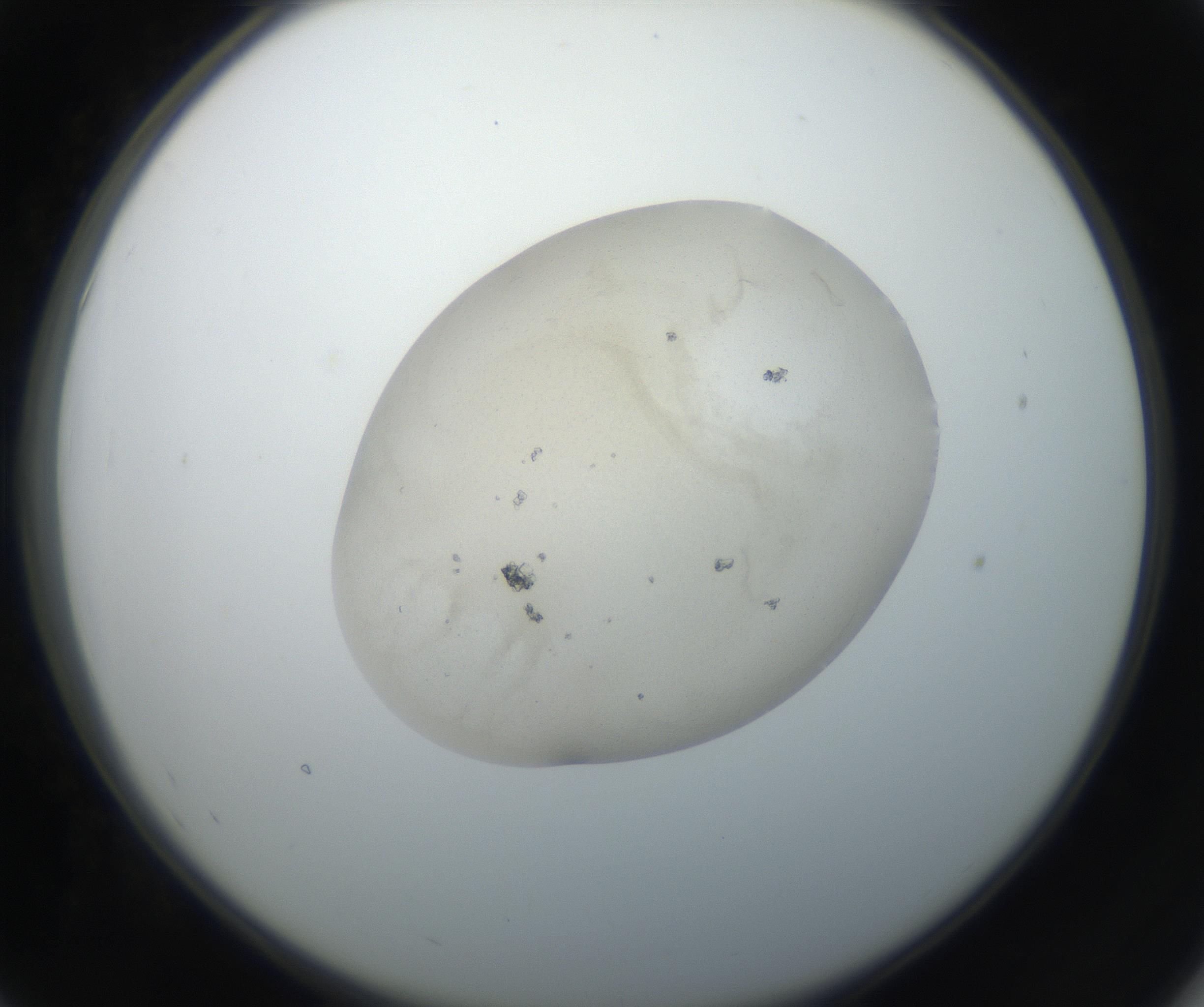 RI01_03_000_0212_Proj1_Clon1_MC_0000MC011149_007_160812_07_05_02_00_99_002_001_RAI.jpg