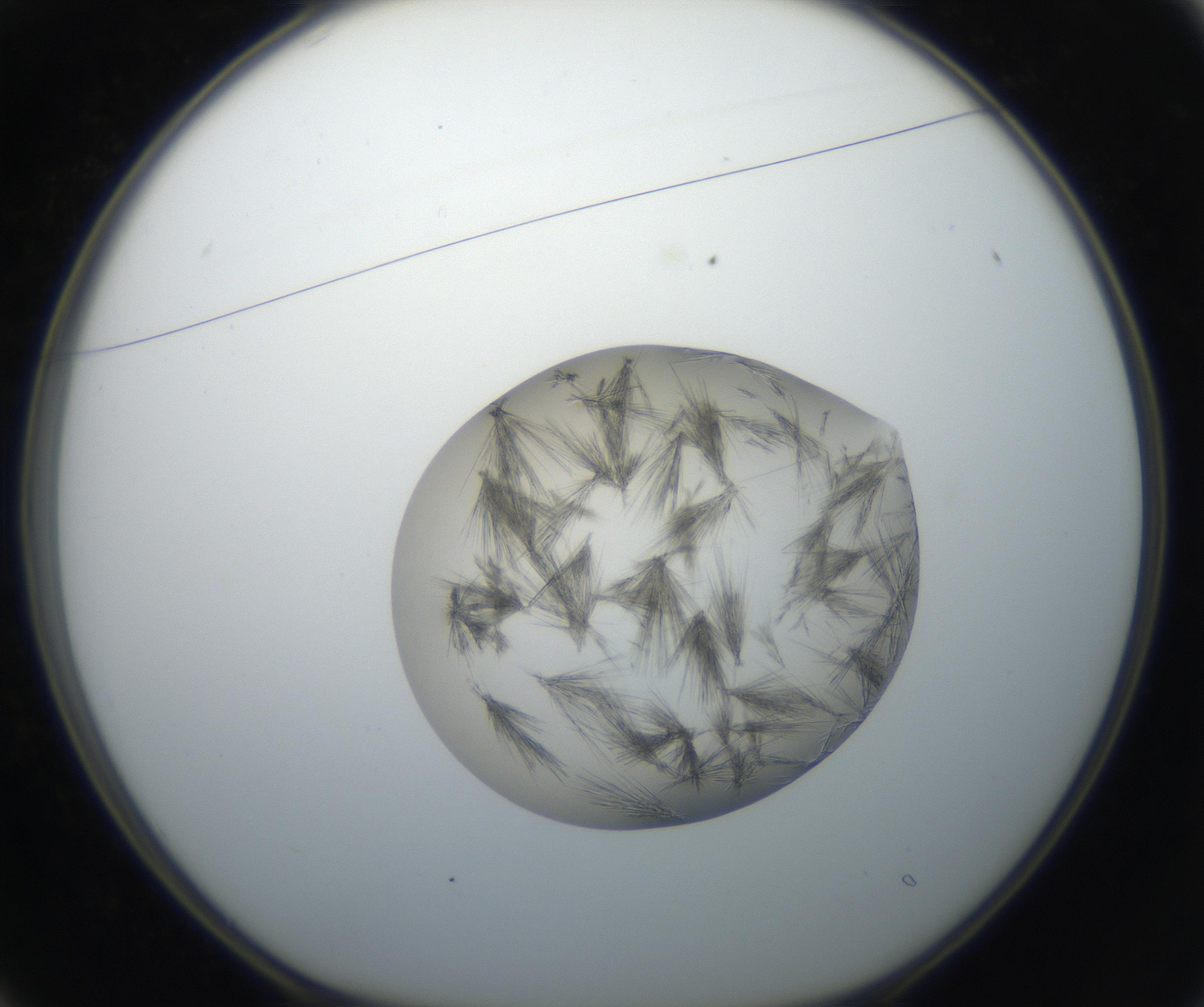 RI01_03_000_0212_Proj1_Clon1_MC_0000MC011156_004_160807_01_02_01_00_99_002_001_RAI.jpg