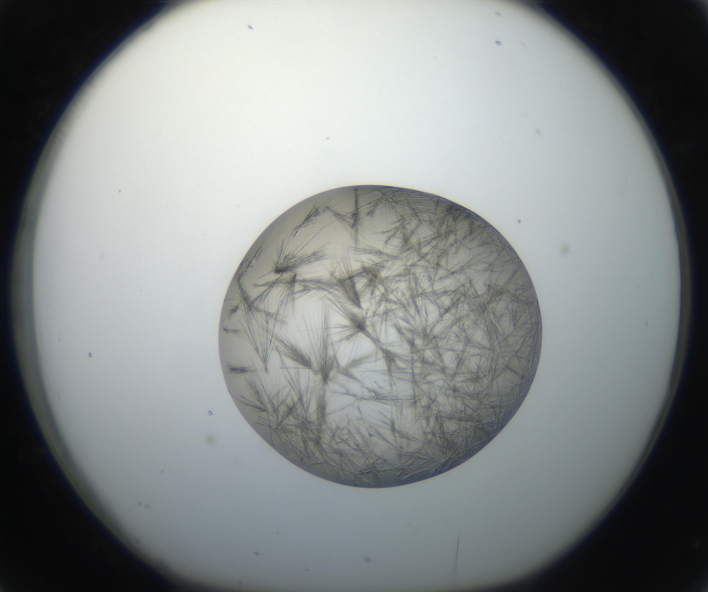 RI01_03_000_0212_Proj1_Clon1_MC_0000MC011156_004_160807_02_03_01_00_99_002_001_RAI.jpg