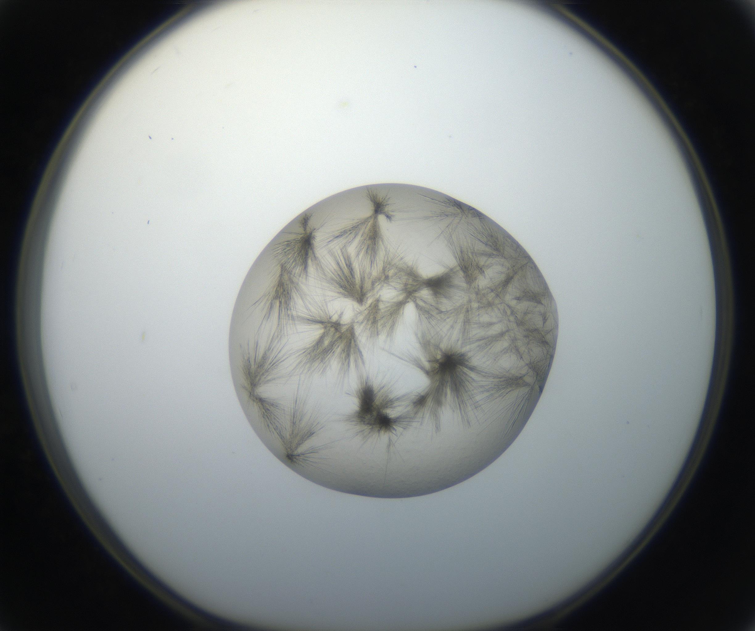 RI01_03_000_0212_Proj1_Clon1_MC_0000MC011156_004_160807_02_05_01_00_99_002_001_RAI.jpg