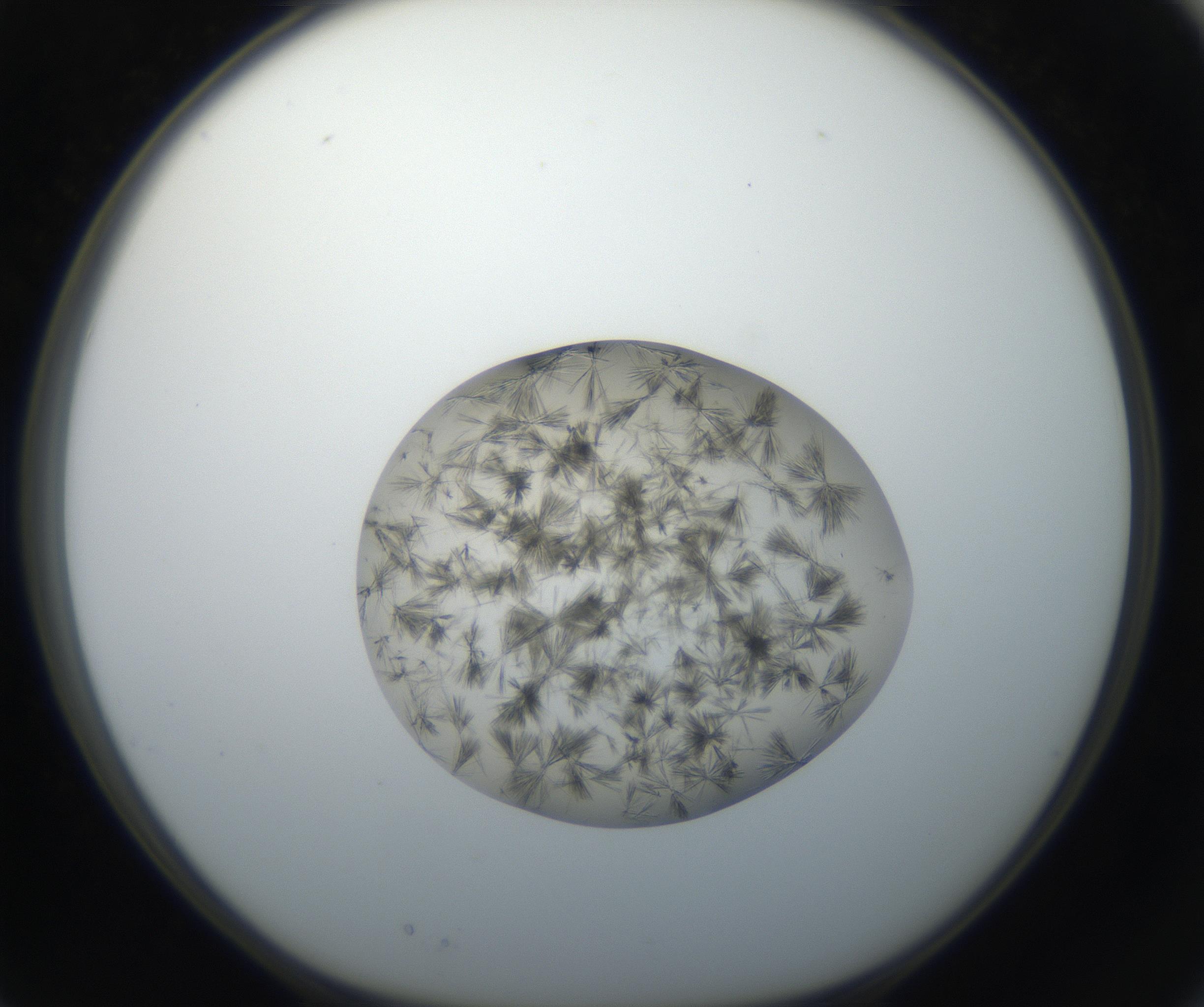 RI01_03_000_0212_Proj1_Clon1_MC_0000MC011156_004_160807_03_02_01_00_99_002_001_RAI.jpg