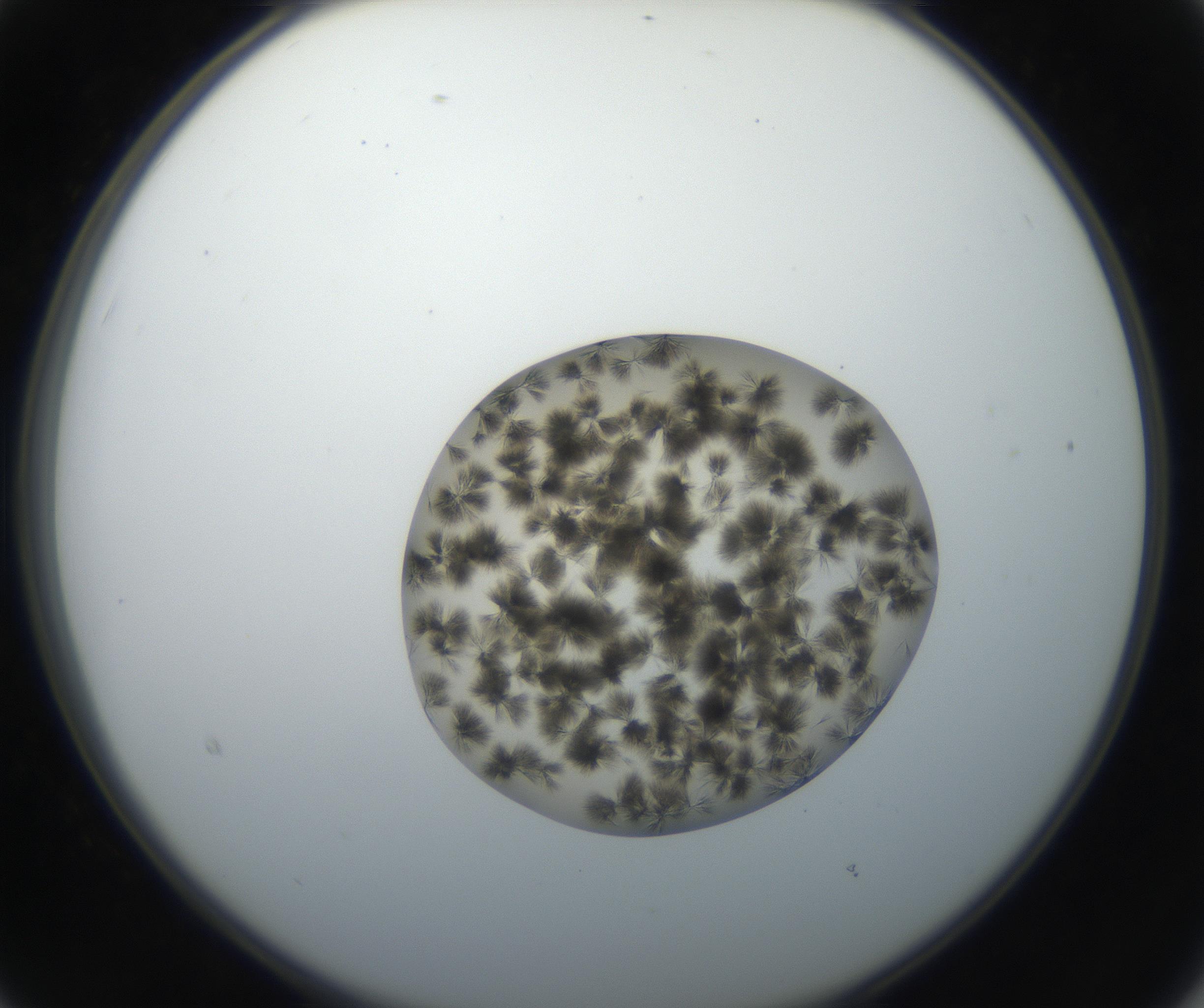 RI01_03_000_0212_Proj1_Clon1_MC_0000MC011156_004_160807_03_02_02_00_99_002_001_RAI.jpg