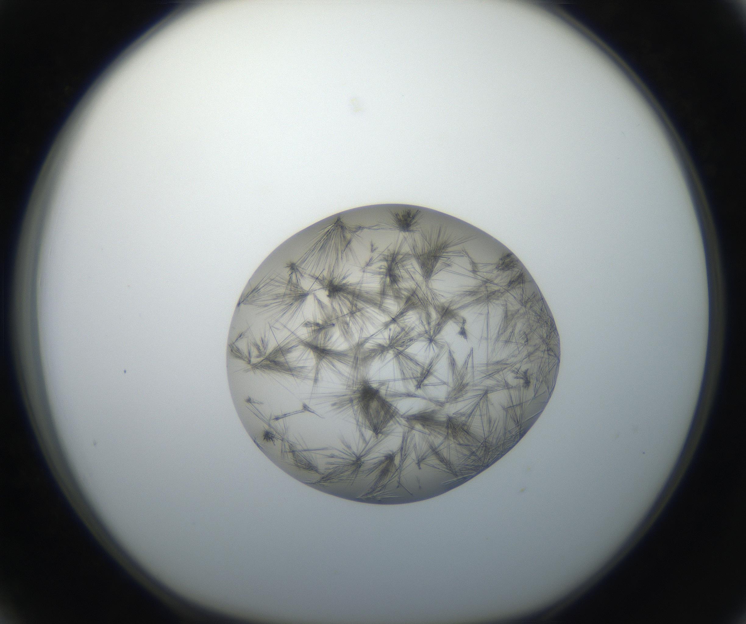 RI01_03_000_0212_Proj1_Clon1_MC_0000MC011156_004_160807_03_03_01_00_99_002_001_RAI.jpg