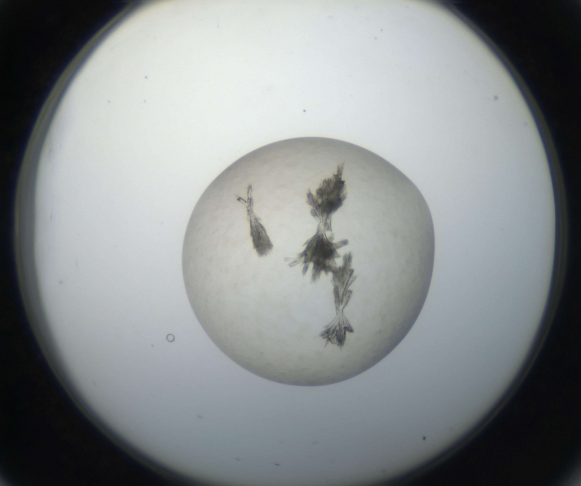 RI01_03_000_0212_Proj1_Clon1_MC_0000MC011156_004_160807_03_05_02_00_99_002_001_RAI.jpg