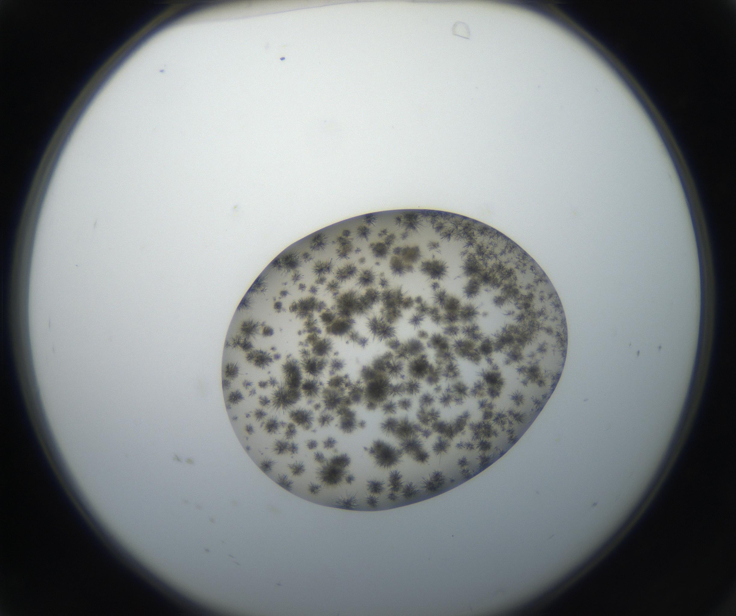 RI01_03_000_0212_Proj1_Clon1_MC_0000MC011156_004_160807_04_01_02_00_99_002_001_RAI.jpg