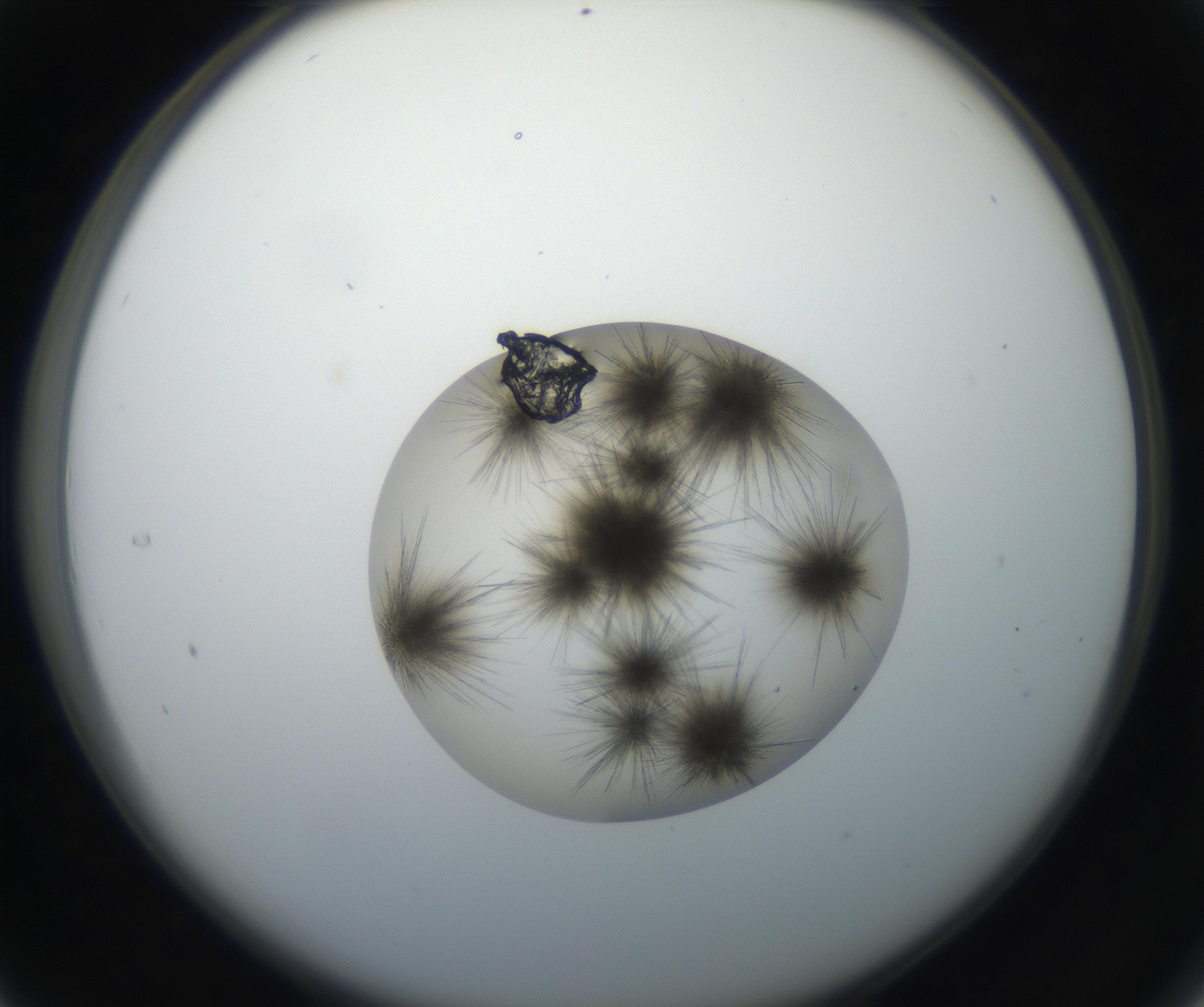 RI01_03_000_0212_Proj1_Clon1_MC_0000MC011156_004_160807_04_03_02_00_99_002_001_RAI.jpg