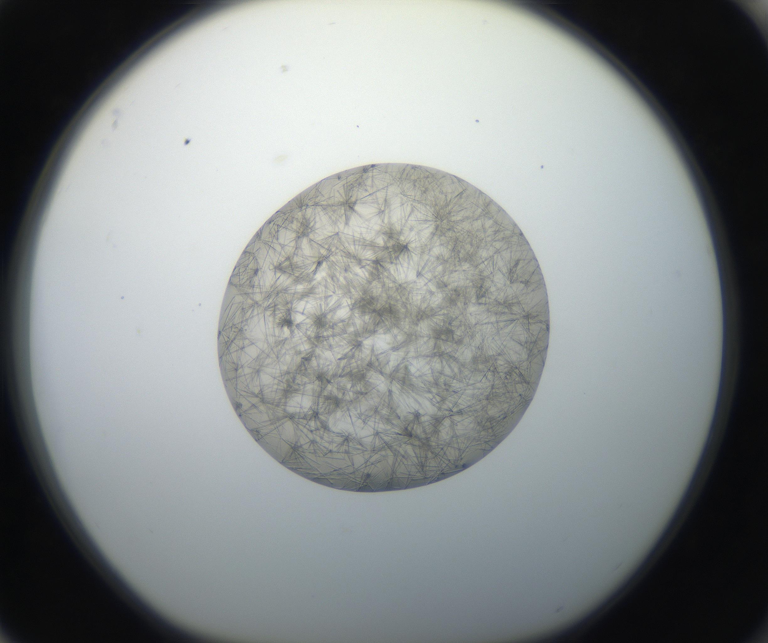 RI01_03_000_0212_Proj1_Clon1_MC_0000MC011156_004_160807_04_08_01_00_99_002_001_RAI.jpg