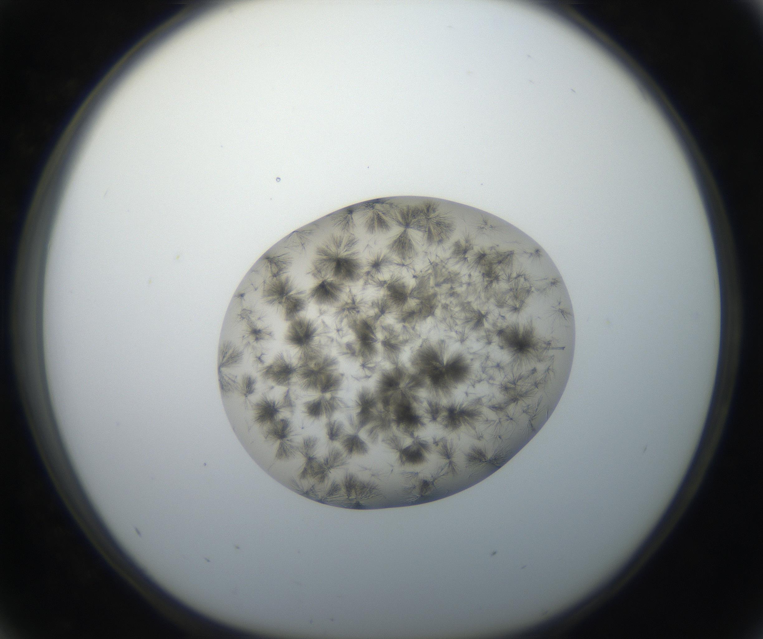 RI01_03_000_0212_Proj1_Clon1_MC_0000MC011156_004_160807_05_04_01_00_99_002_001_RAI.jpg